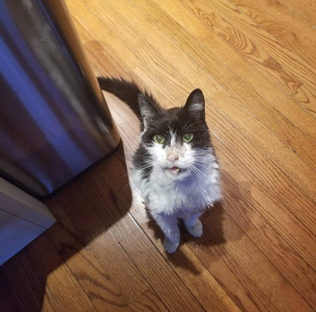 It’s hard to believe, but this is a living cat. His name is Bandit and he turned 25 years old on December 7th, 2018!