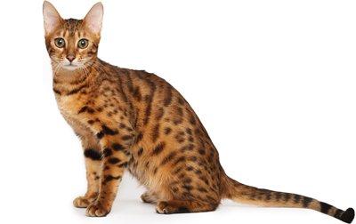Bengal Cat Breed Information